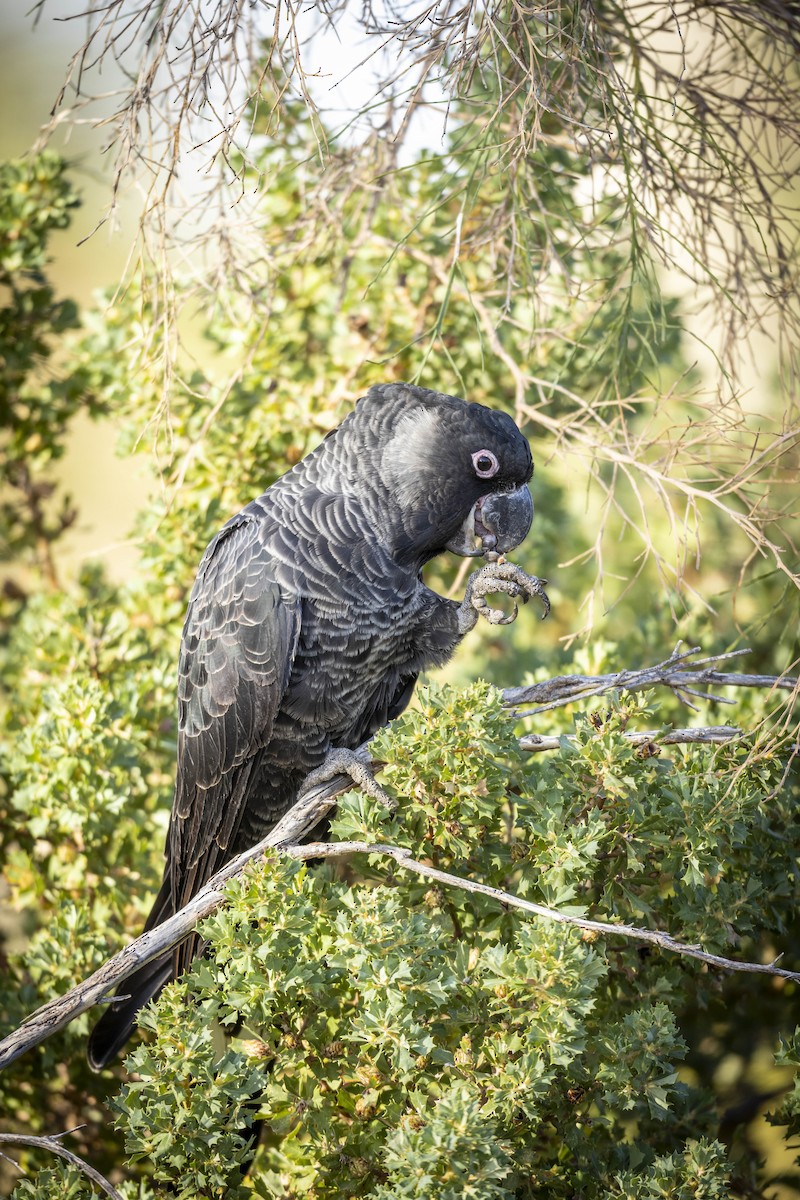 Carnaby's Black-Cockatoo - ML619555150