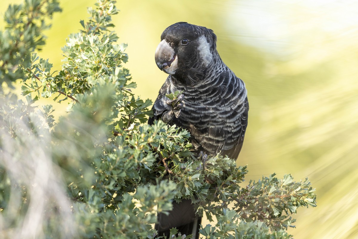 Carnaby's Black-Cockatoo - Nicholas Thake