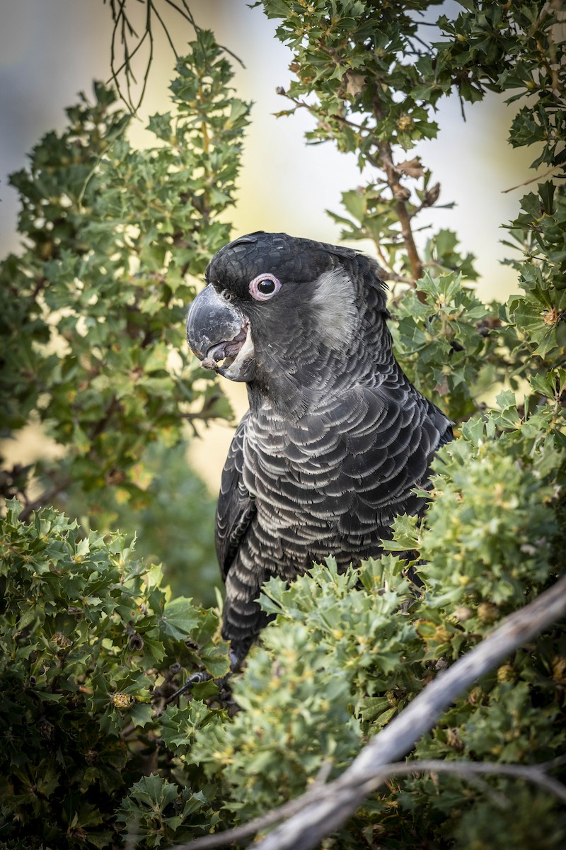 Carnaby's Black-Cockatoo - Nicholas Thake