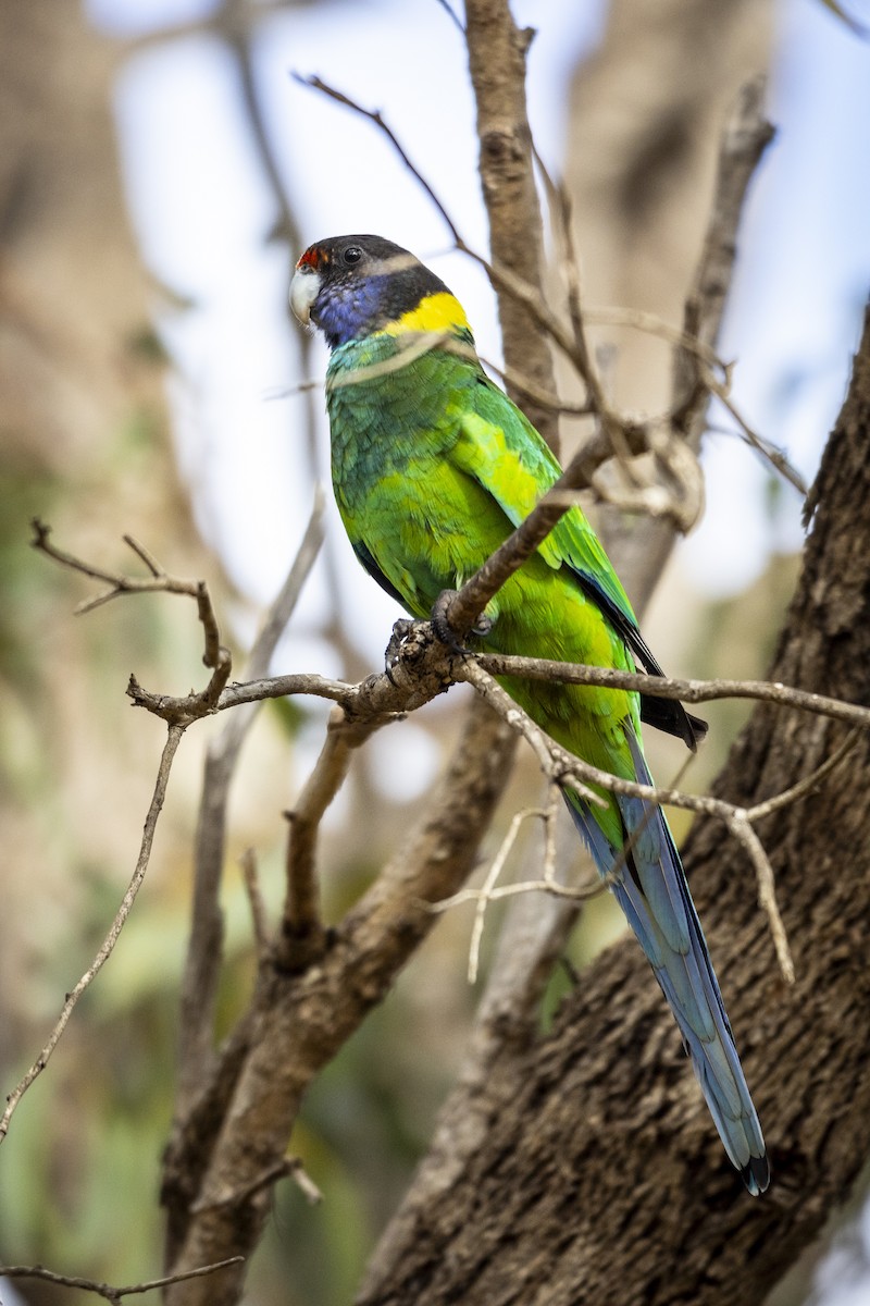 Australian Ringneck - Nicholas Thake