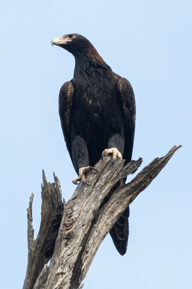 Wedge-tailed Eagle - Anthony Sokol