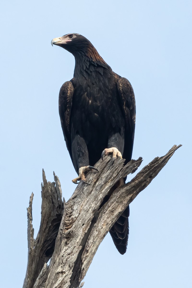 Wedge-tailed Eagle - ML619555164