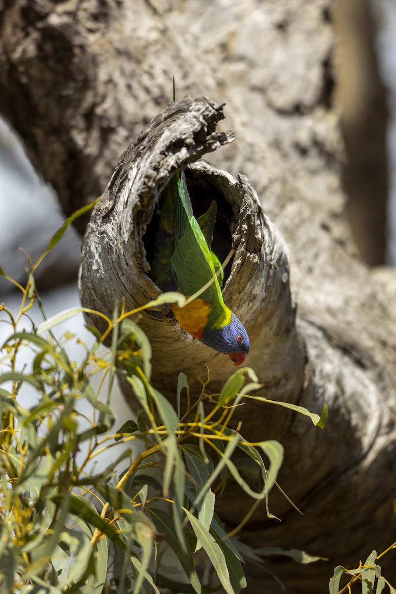 Rainbow Lorikeet - Nicholas Thake