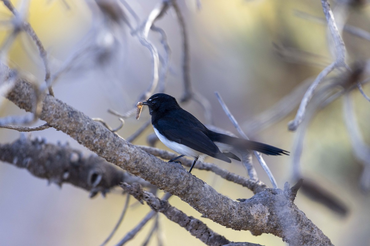 Willie-wagtail - Nicholas Thake