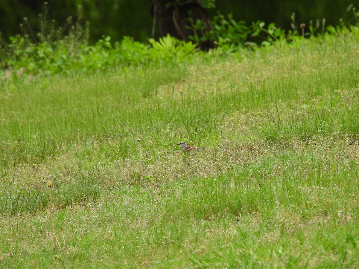 Chipping Sparrow - Irene Cody