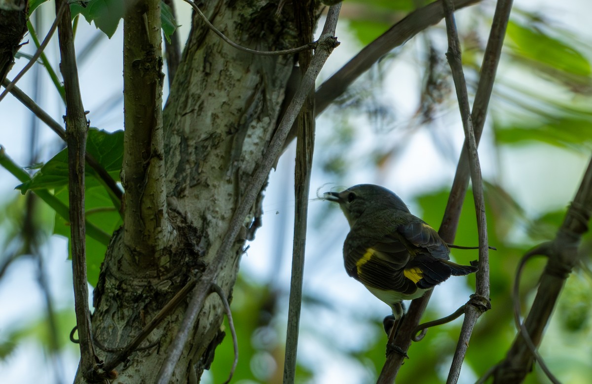 American Redstart - Chad Berry