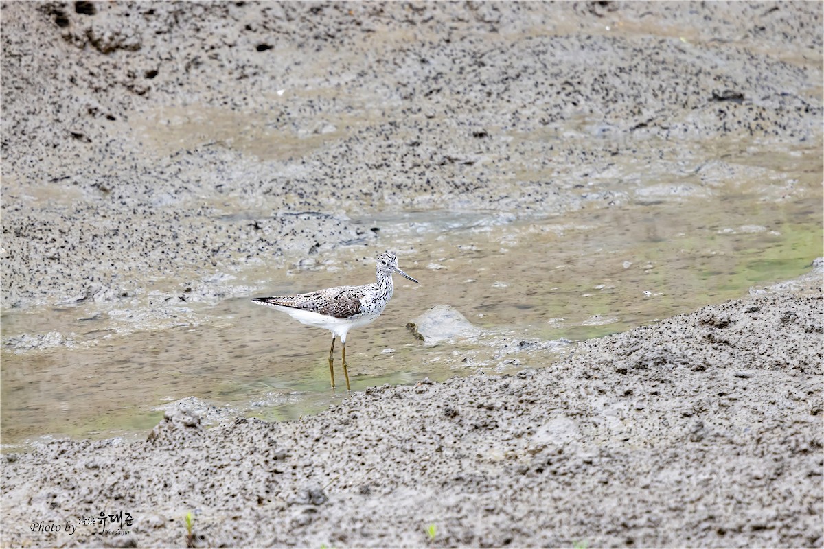 Common Greenshank - 대준 유