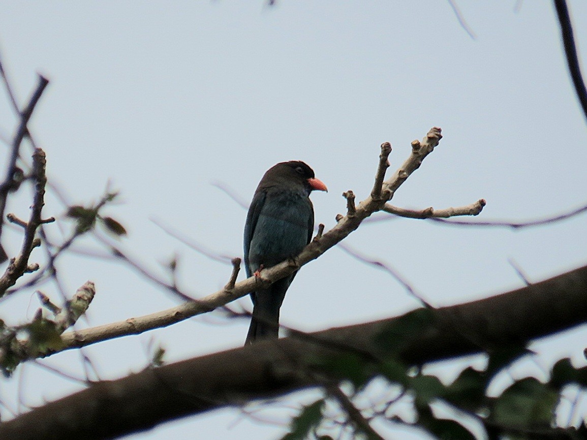 Dollarbird - ML619555186