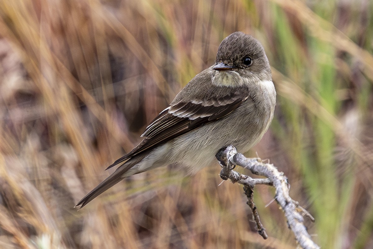 Western Wood-Pewee - Jef Blake