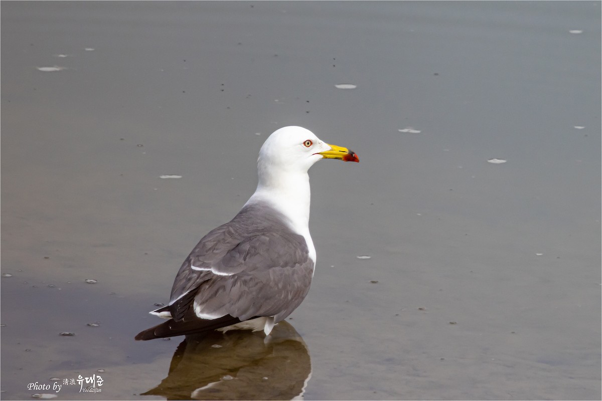 Black-tailed Gull - 대준 유