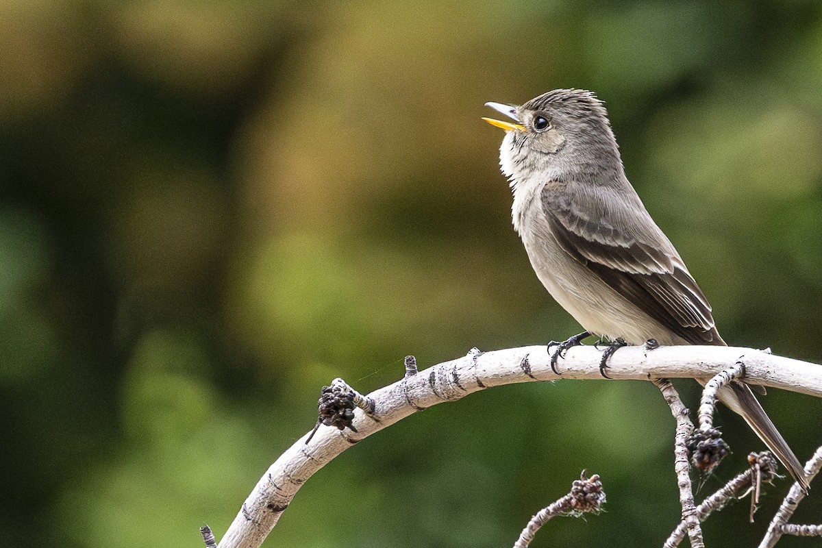 Western Wood-Pewee - Jef Blake