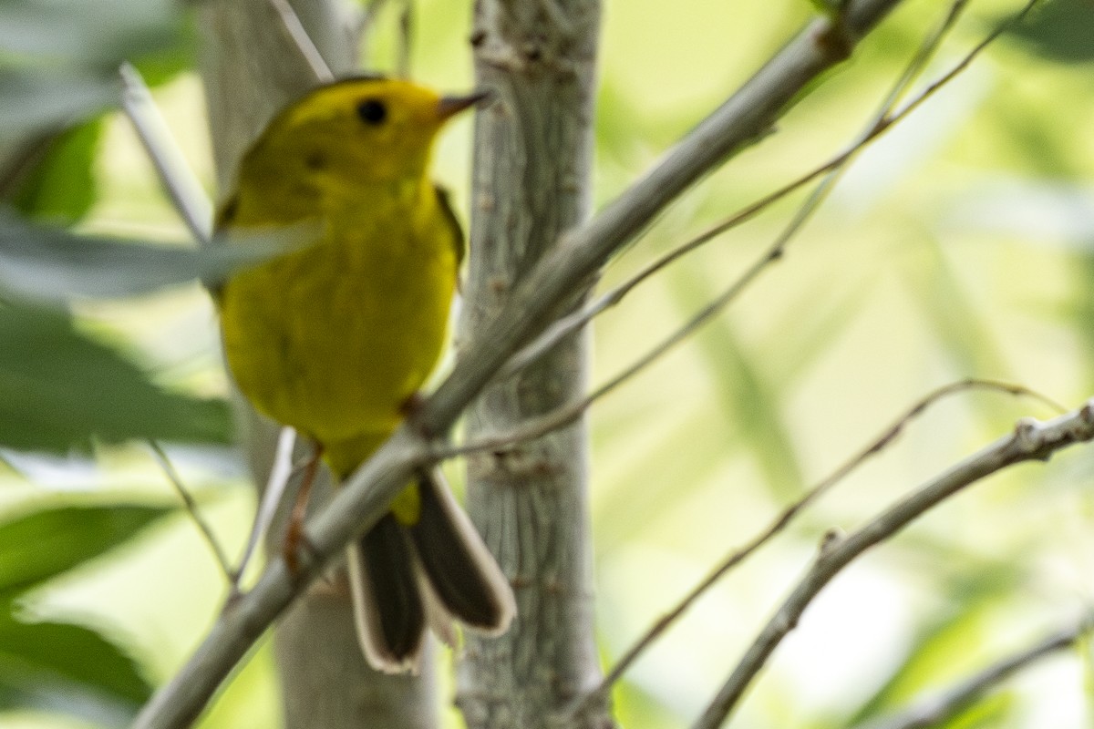 Wilson's Warbler - Jef Blake