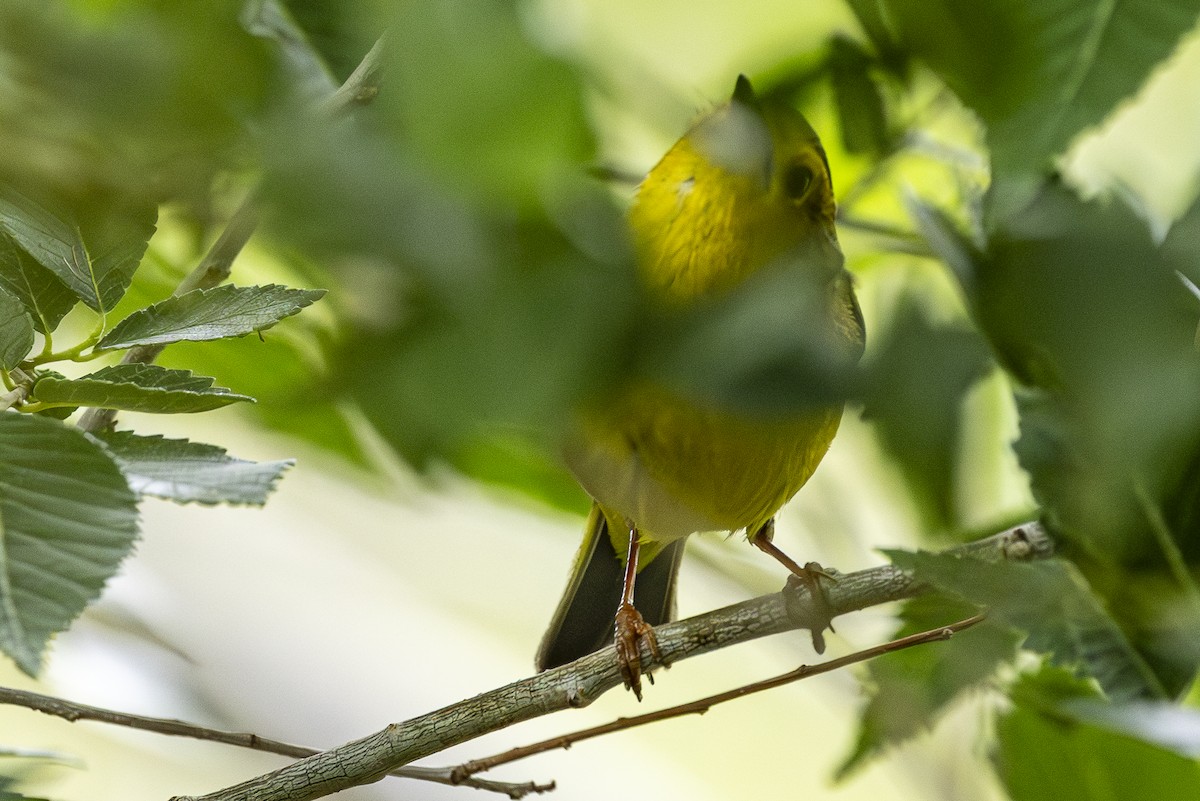 Wilson's Warbler - Jef Blake