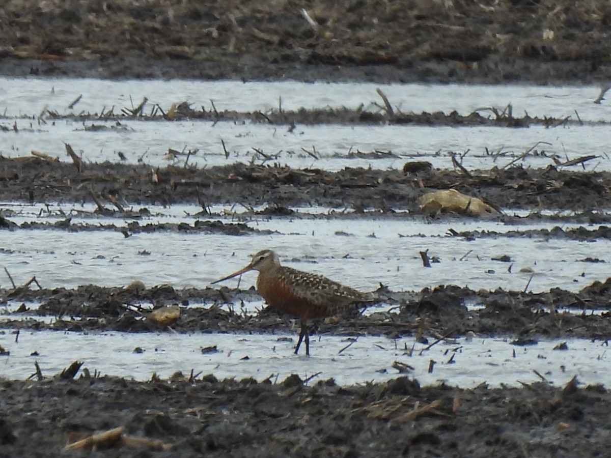 Hudsonian Godwit - James Jarosz