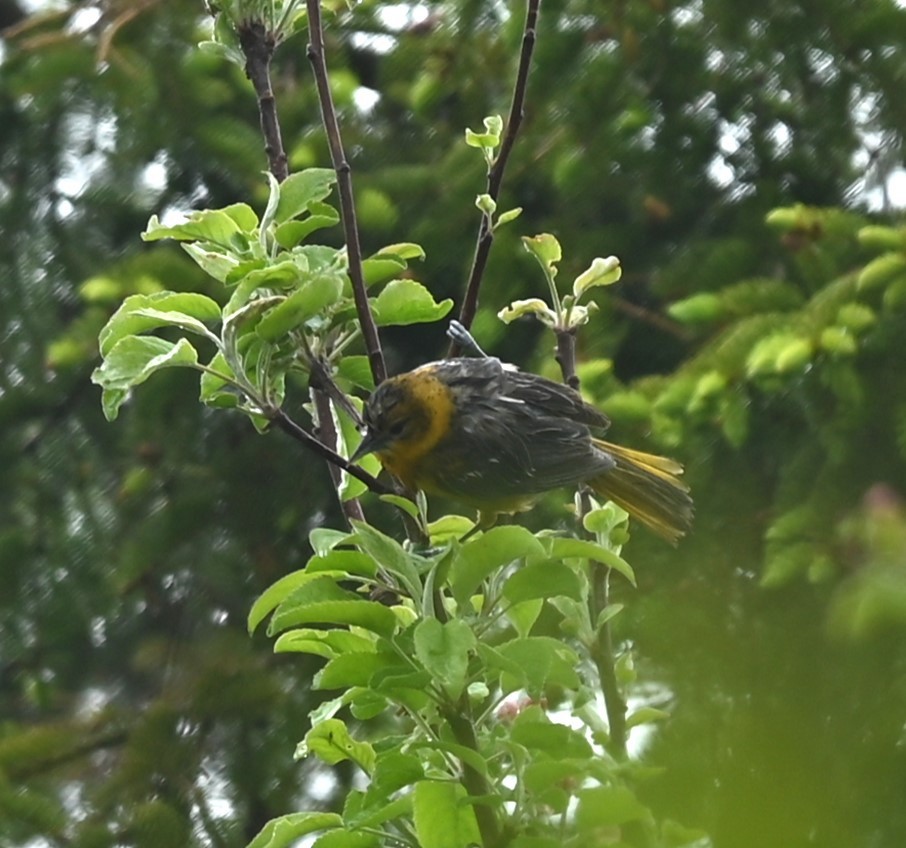 Baltimore Oriole - Nicolle and H-Boon Lee