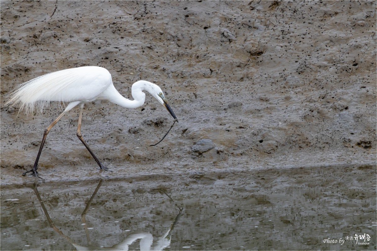 Great Egret - 대준 유