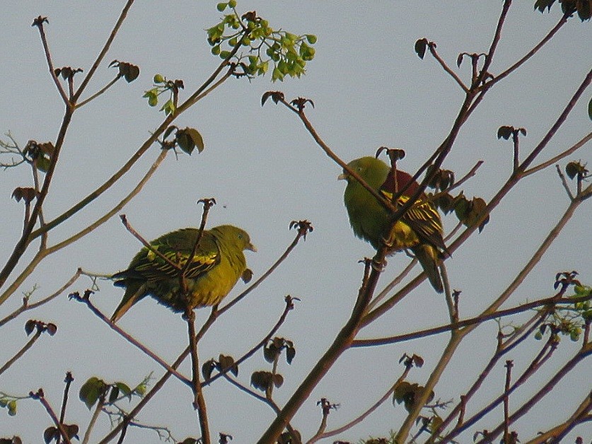 Philippine Green-Pigeon - ML619555203