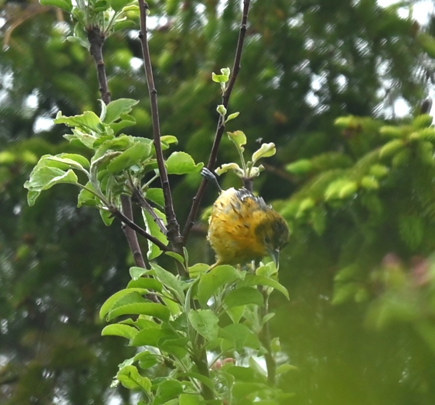 Baltimore Oriole - Nicolle and H-Boon Lee