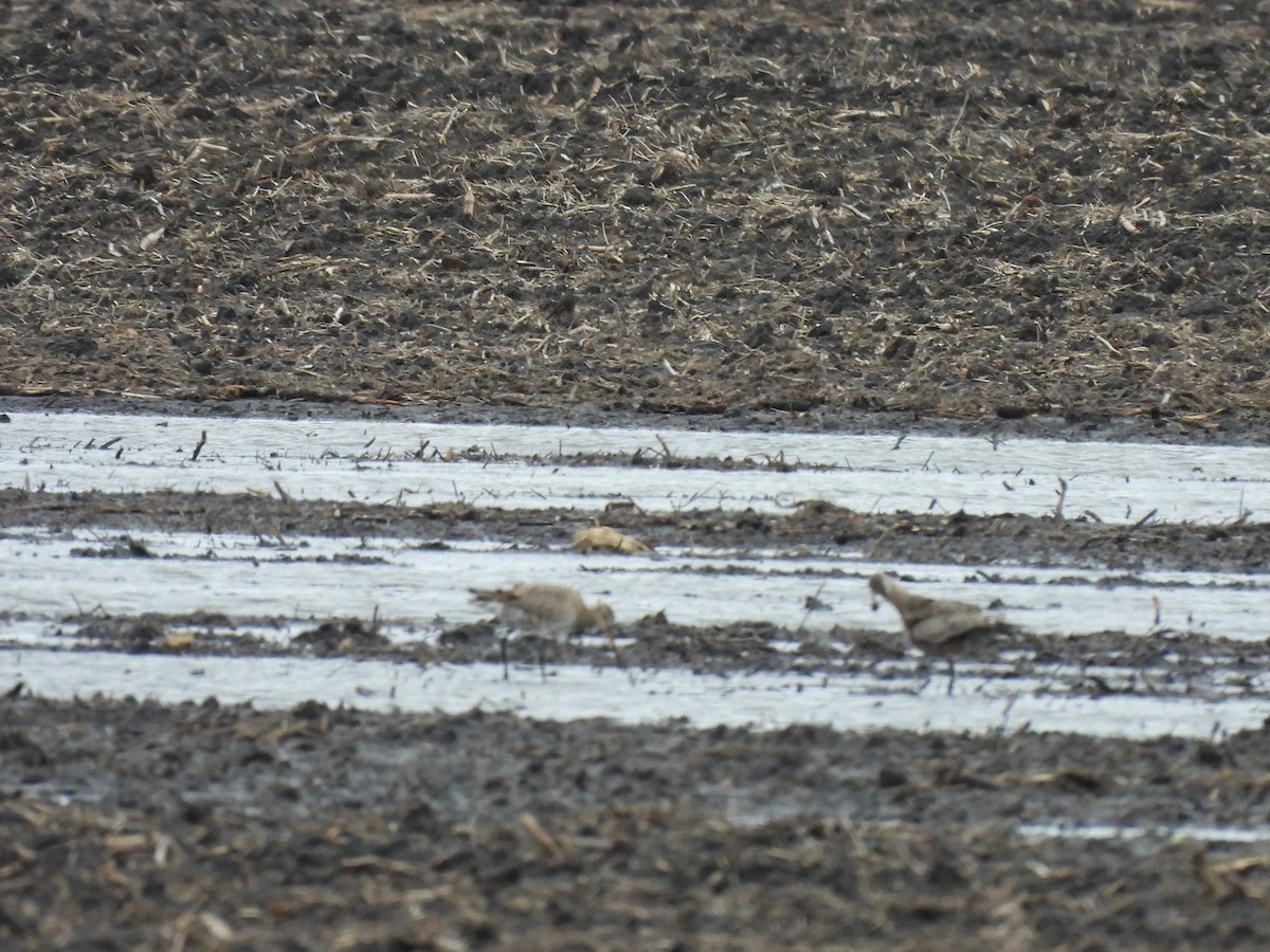 Hudsonian Godwit - James Jarosz