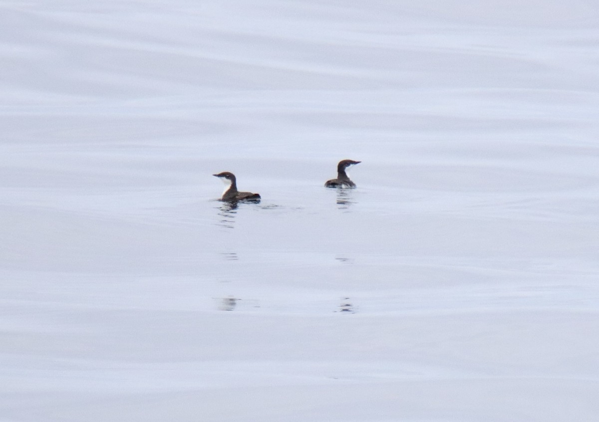 Scripps's Murrelet - Patricia Langen