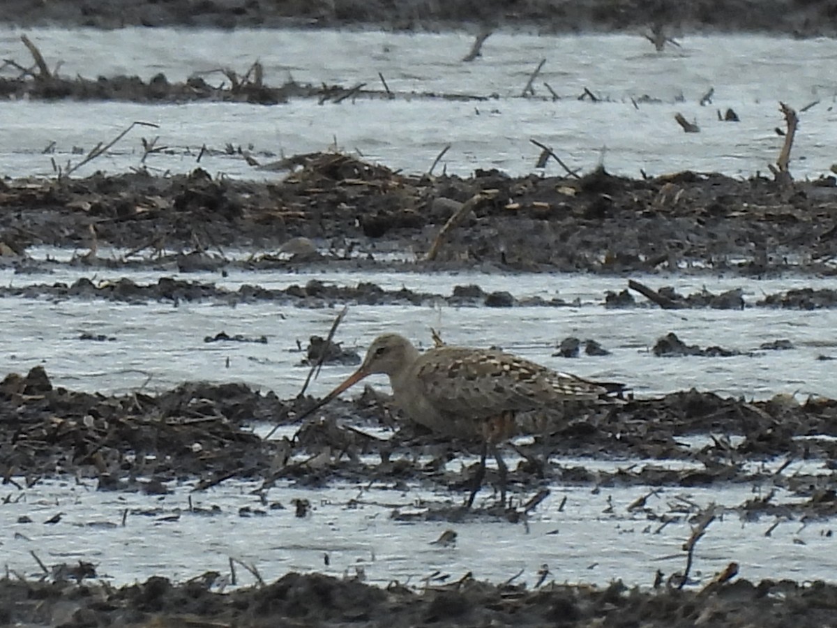 Hudsonian Godwit - James Jarosz