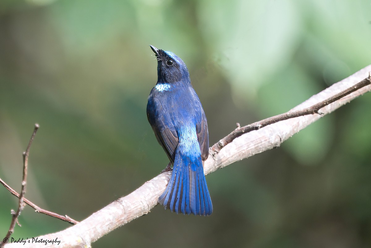 Small Niltava - Padmanav Kundu