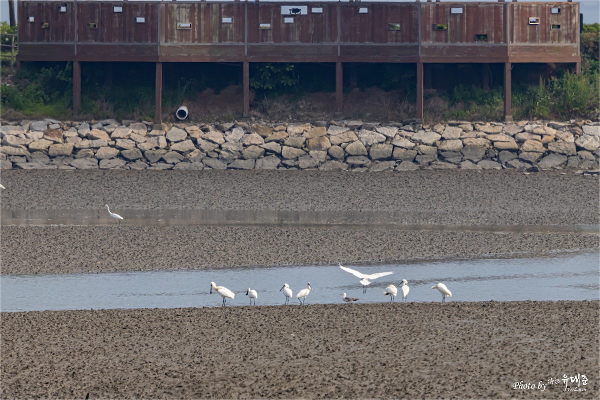 Black-faced Spoonbill - ML619555210