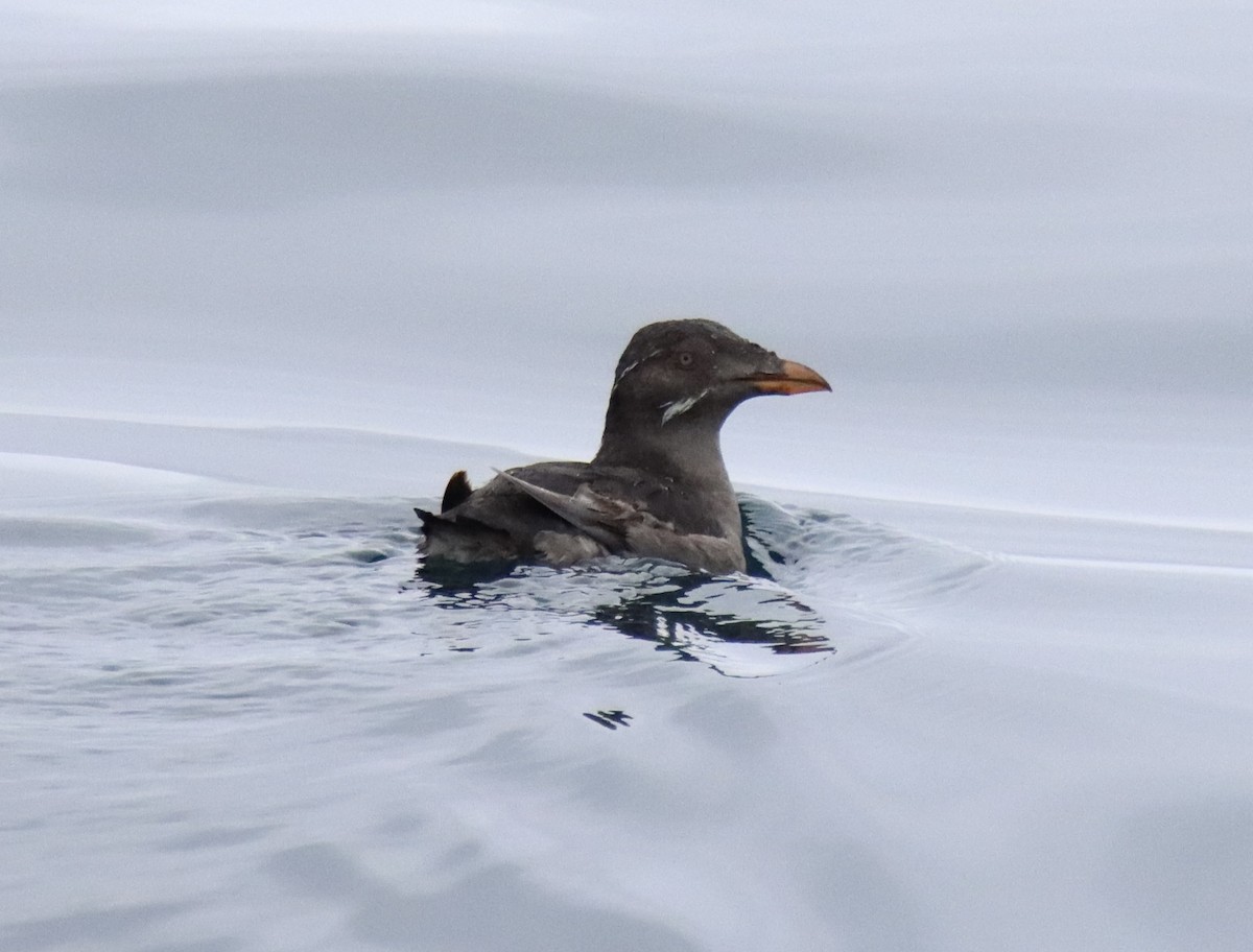 Rhinoceros Auklet - Patricia Langen