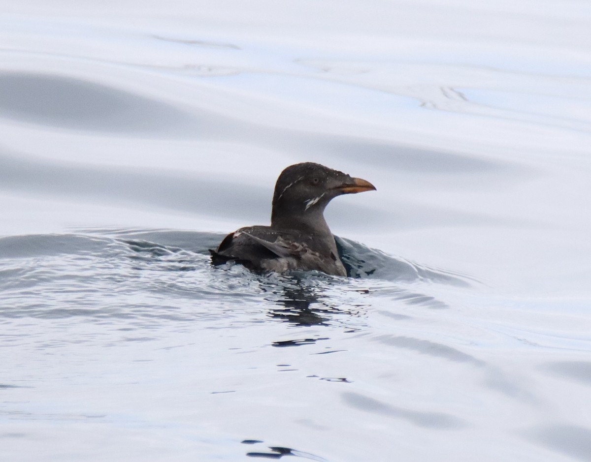 Rhinoceros Auklet - Patricia Langen