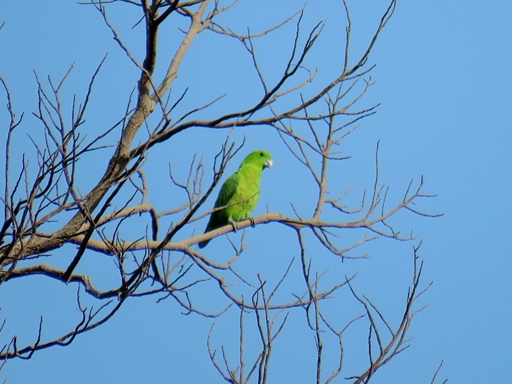 Папужець-віхтьохвіст зелений - ML619555214