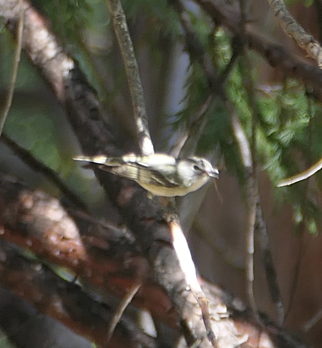 Cassin's Vireo - Melanie Barnett