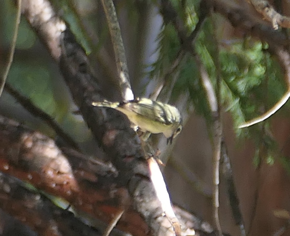 Cassin's Vireo - Melanie Barnett