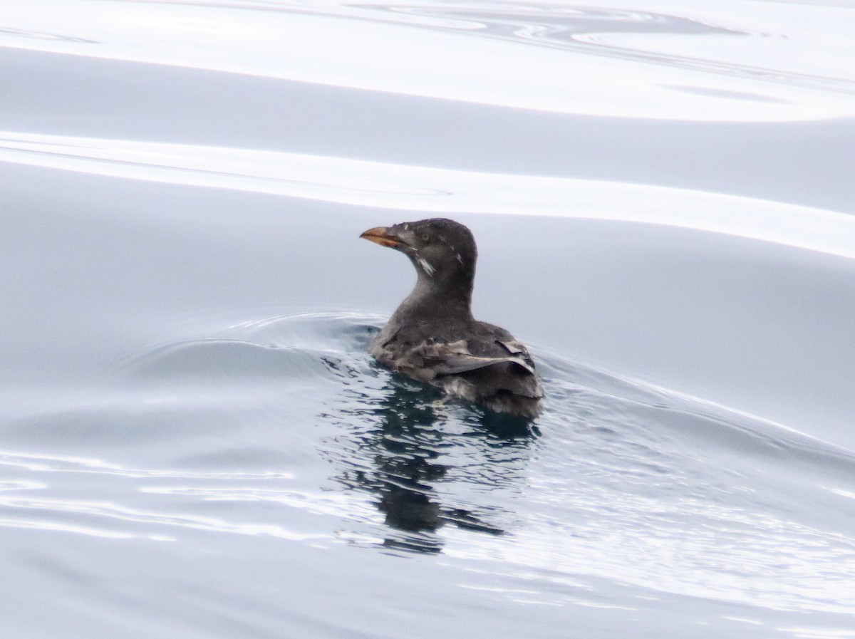 Rhinoceros Auklet - Patricia Langen