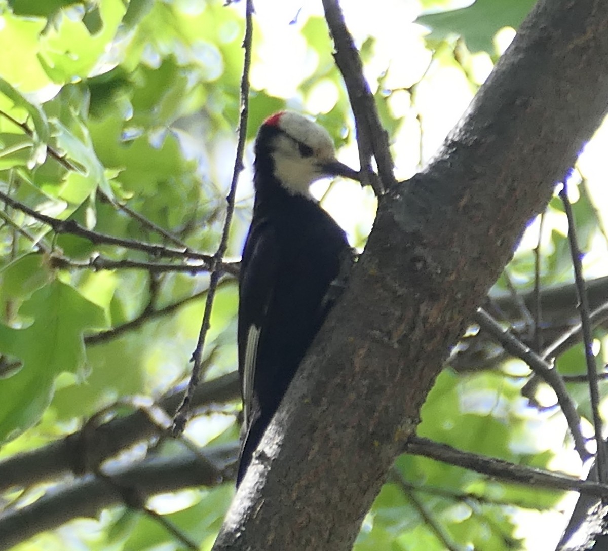 White-headed Woodpecker - Melanie Barnett