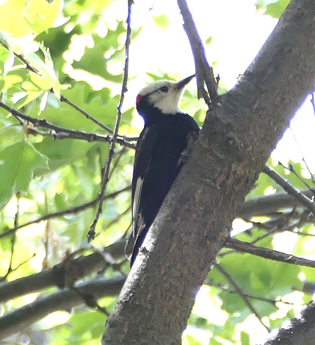 White-headed Woodpecker - Melanie Barnett