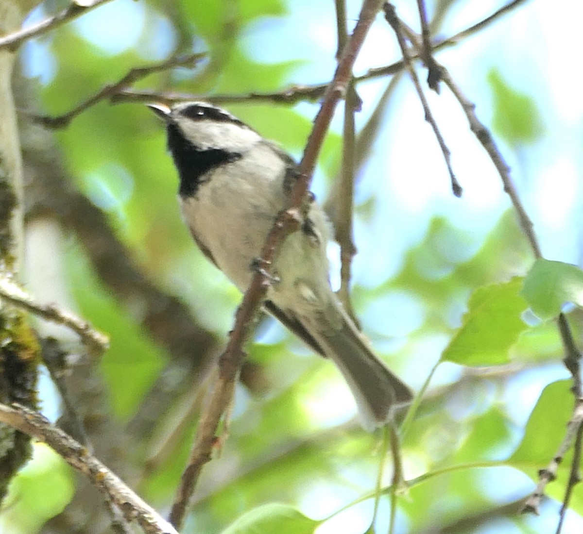 Mountain Chickadee - Melanie Barnett