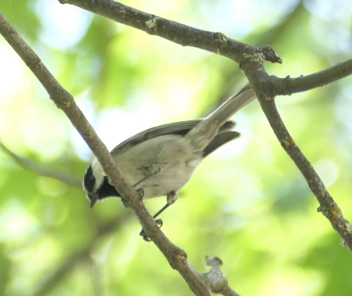 Mountain Chickadee - Melanie Barnett