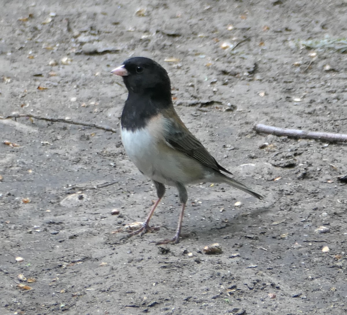 Dark-eyed Junco - Melanie Barnett