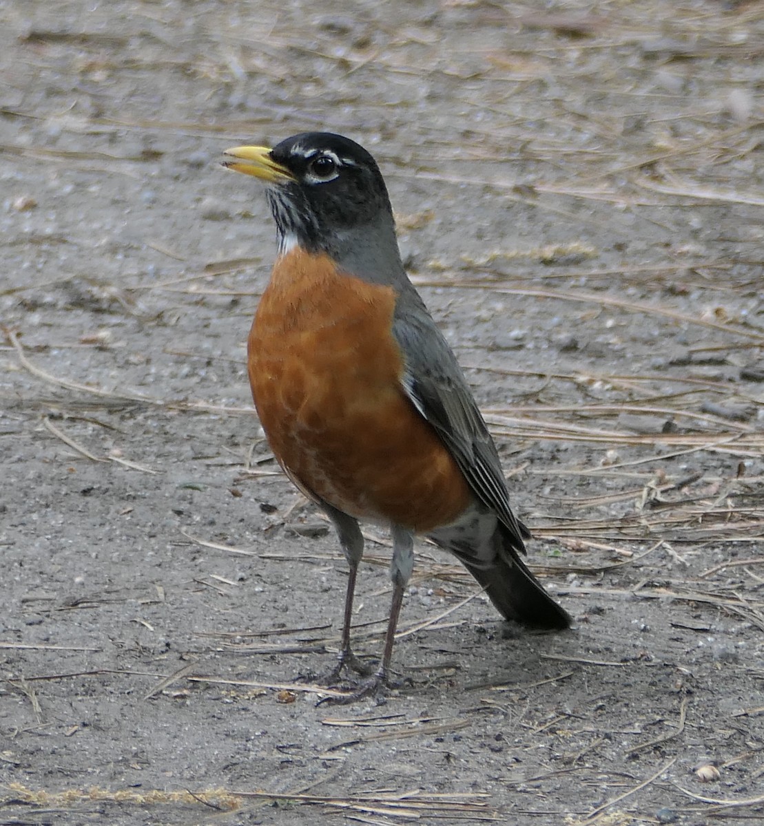 American Robin - Melanie Barnett