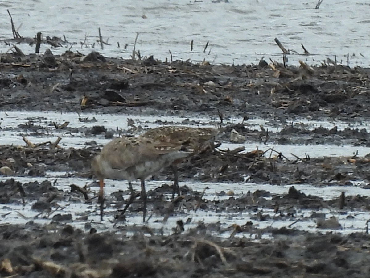 Hudsonian Godwit - James Jarosz