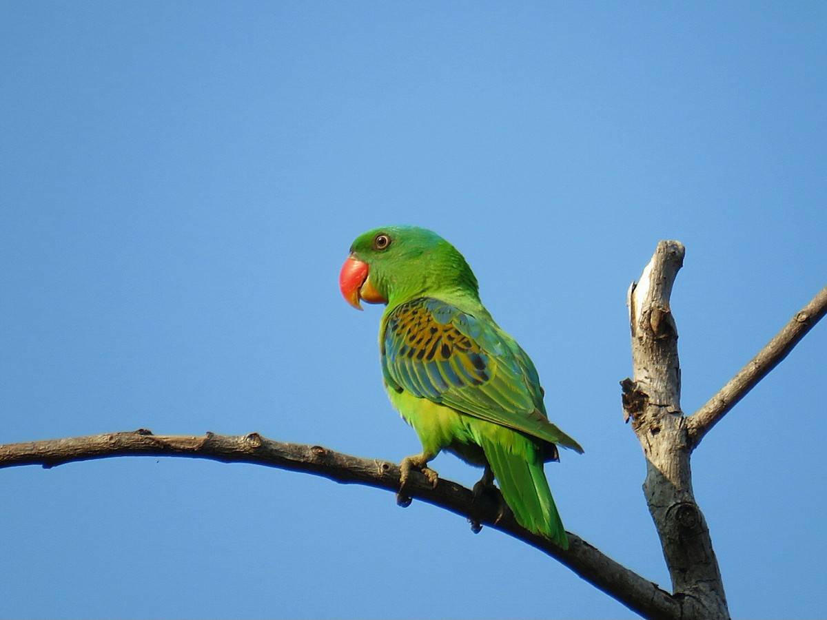 Blue-naped Parrot - Breyden Beeke