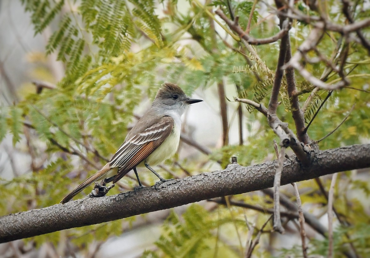 Ash-throated Flycatcher - Caleb P.