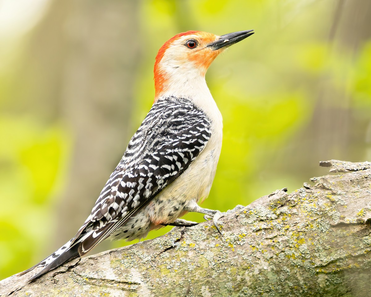 Red-bellied Woodpecker - Mark Sawyer