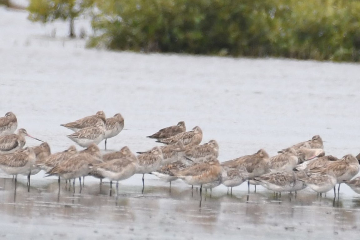 Hudsonian Godwit - Daniel Townend