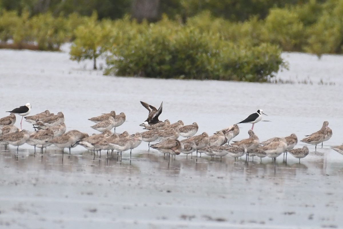 Hudsonian Godwit - Daniel Townend