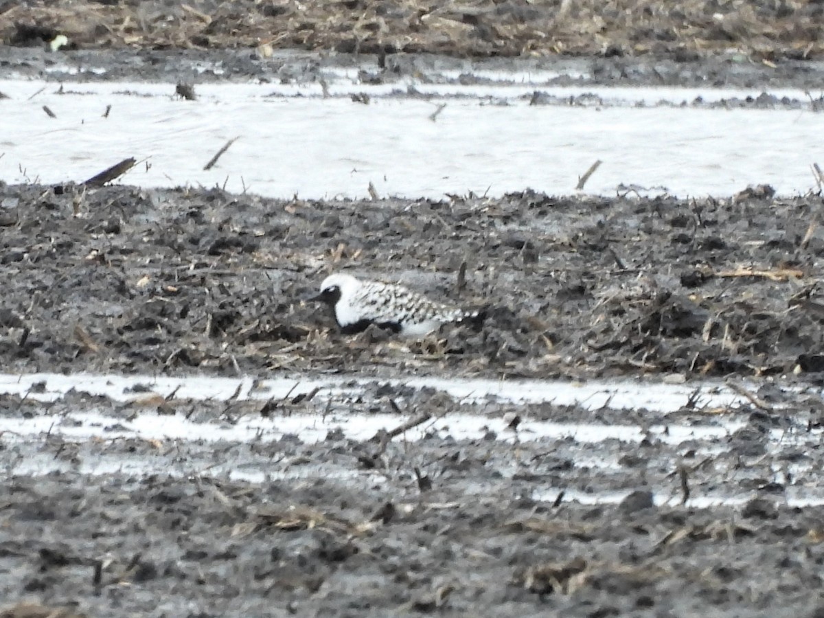 Black-bellied Plover - James Jarosz