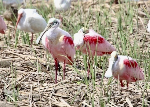 Roseate Spoonbill - Dave Bengston