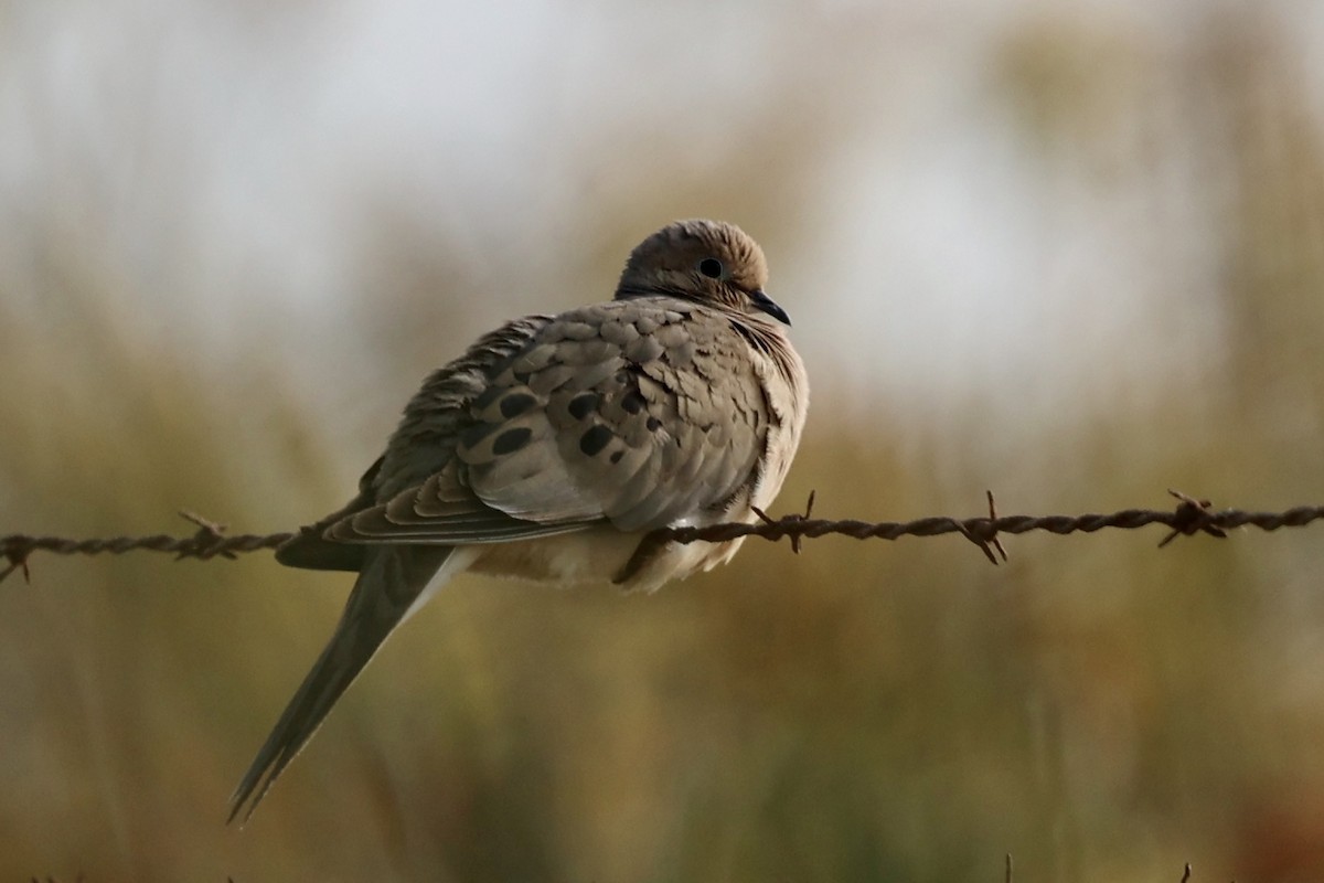 Mourning Dove - Ann Stockert