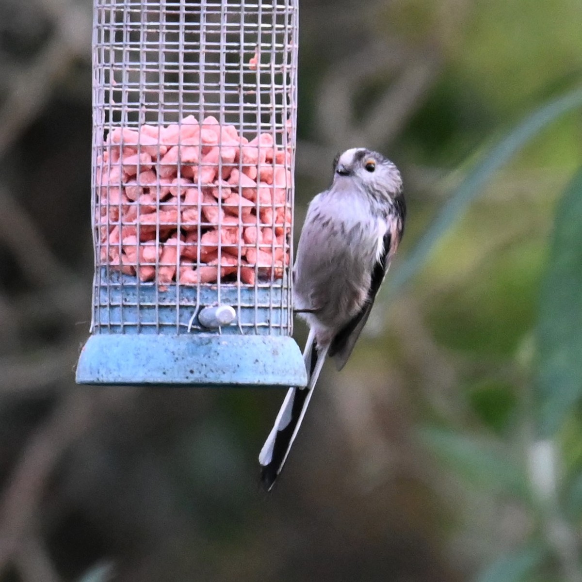 Long-tailed Tit - Gillian  Richards