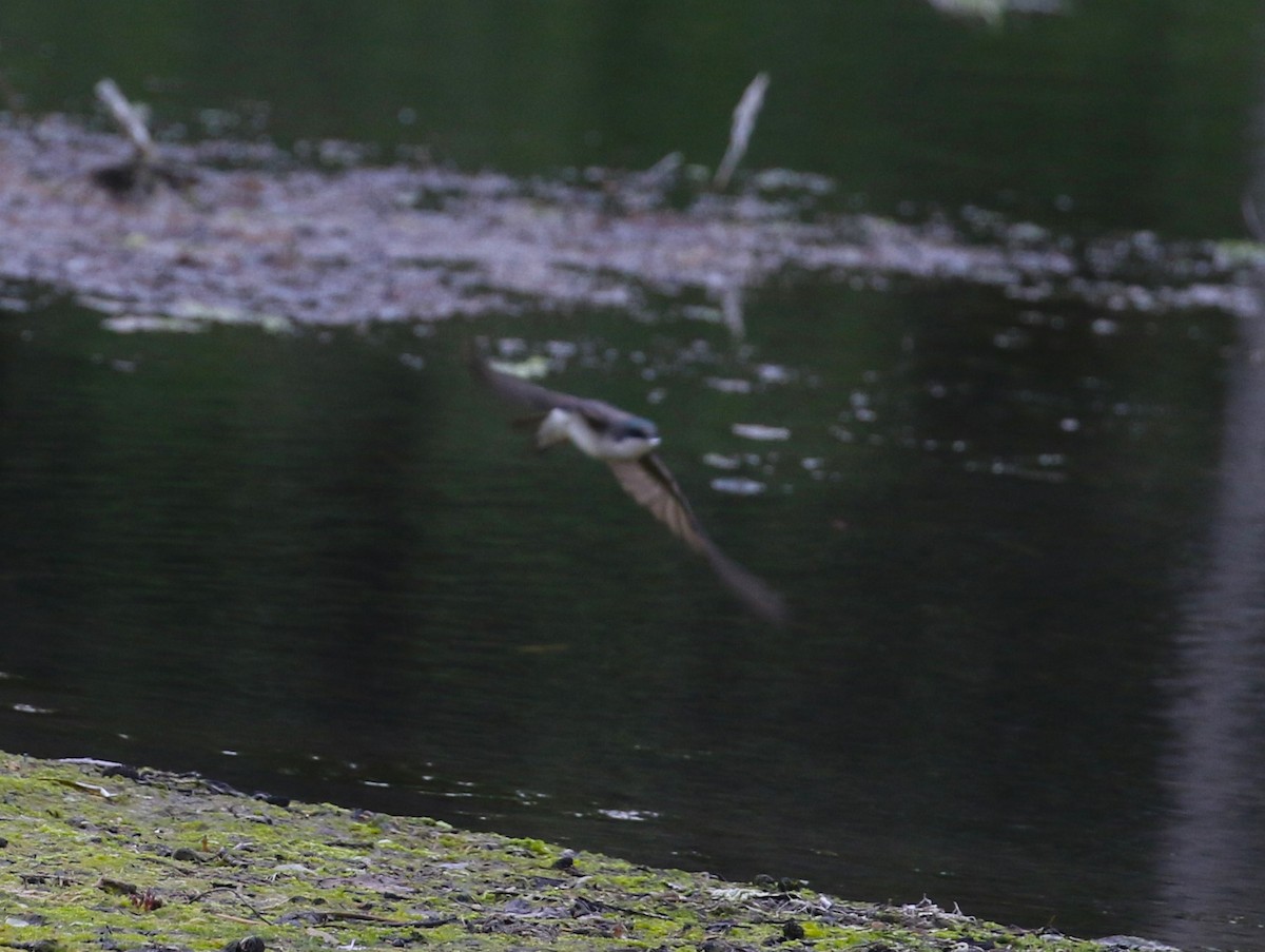 Tree Swallow - John F. Gatchet